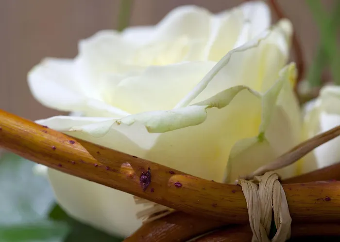 سيروتيل سويتس أوبرا 4* باريس